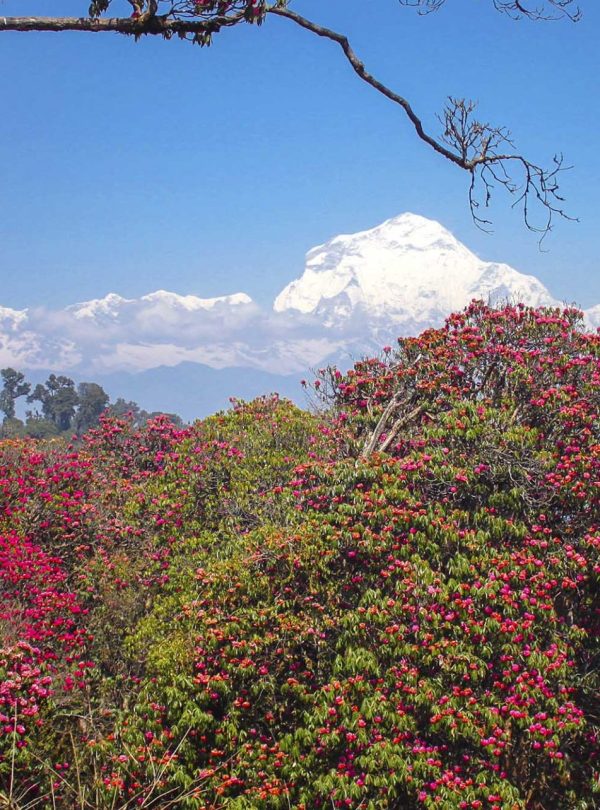 Dhaulagiri-with-rhododendrons