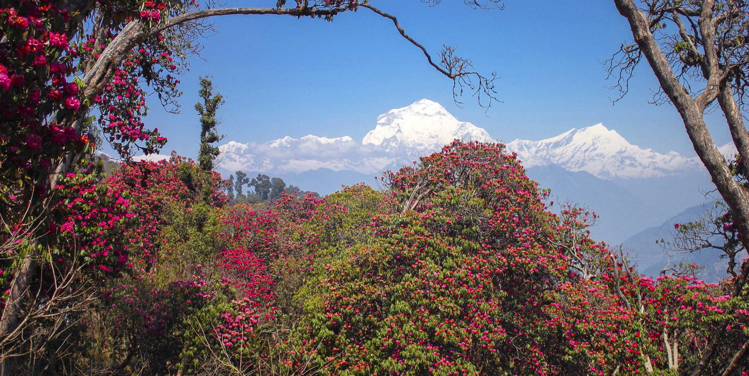 Dhaulagiri-with-rhododendrons