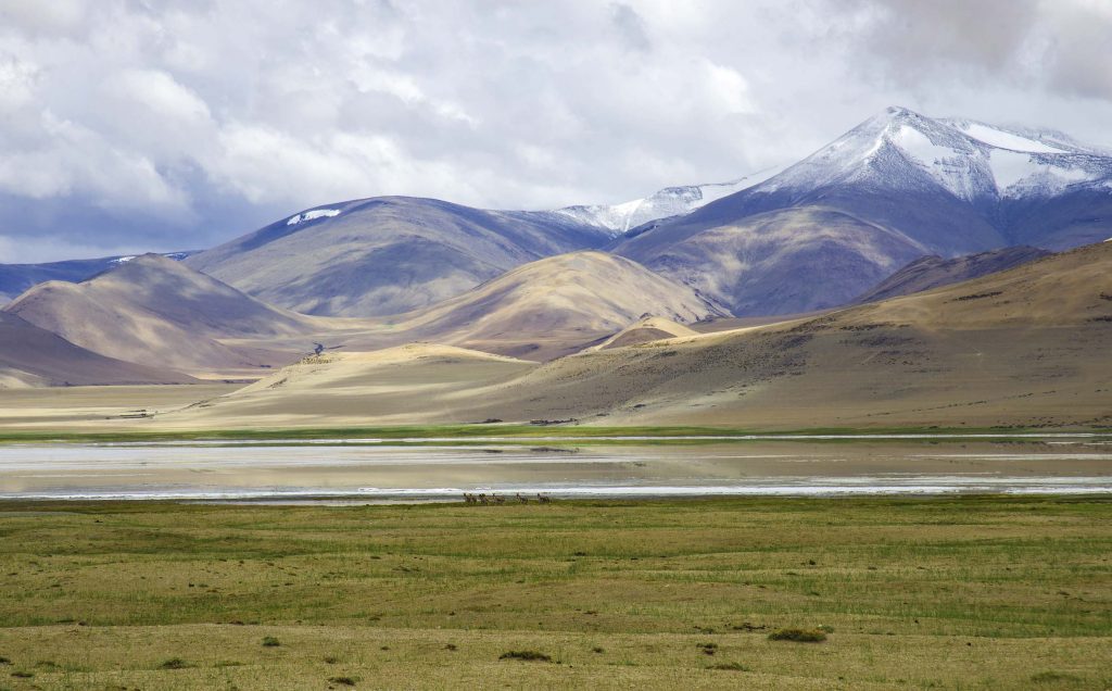 A herd of Kyang (wild donkeys) at Tsokar Lake