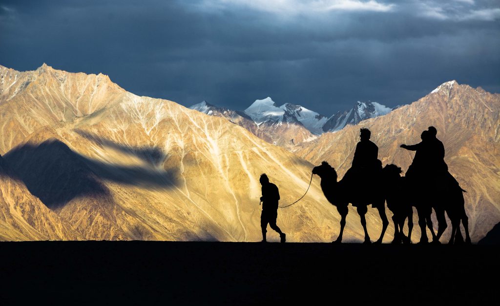 Bactrian camel safari in Nubra Valley. Photo- Surendra Pradhan