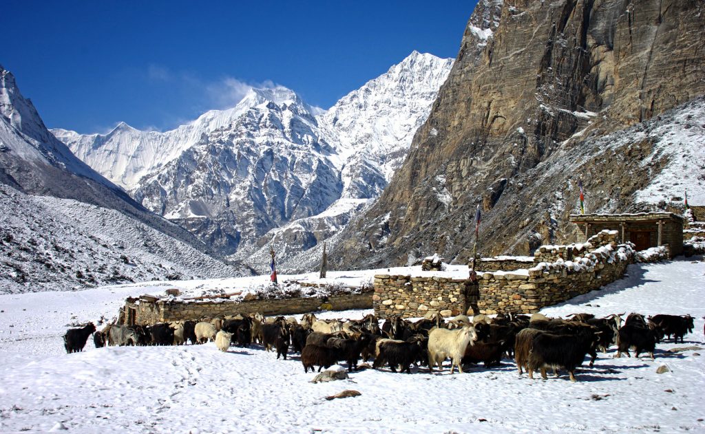 Kyang, a Nomadic settlement of the Khampas
