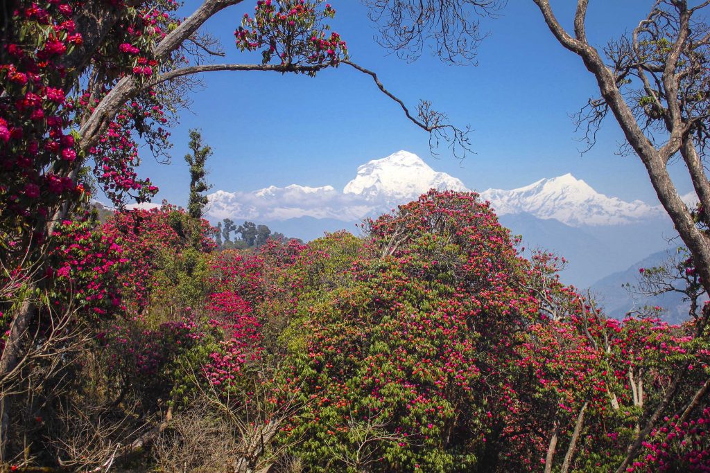 Rhododendrons in bloom around Ghorepani. Mt Dhaulagiri 8167m as a backdrop