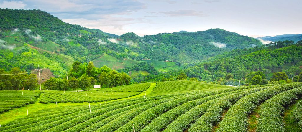 Tea gardens of Darjeeling