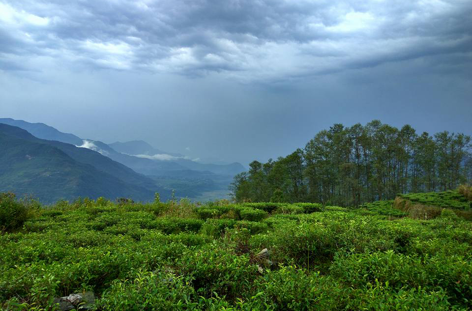 The tea gardens of Lwang village
