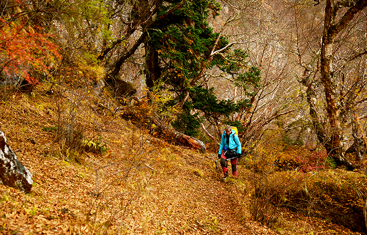 Trek through a forest at Meta