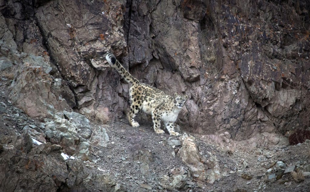 snowleopard – Photo- Bjorn Persson
